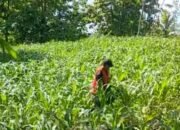 Mediacahayabaru.id Orbitnasional.com Bojonegorotimes.id Amunisinews.id 35