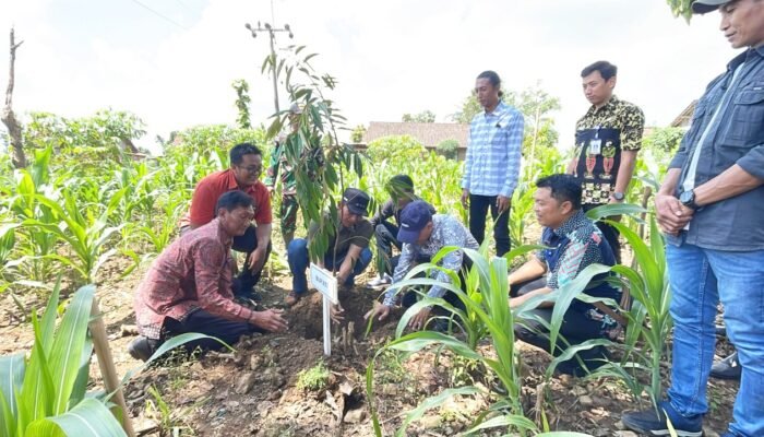 Nggon Sahdu Diluncurkan, Gondang Bojonegoro Incar Agrowisata Durian Kelas Atas