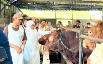 Gubernur Khofifah Sidak Pasar hingga Kandang Sapi di Bojonegoro