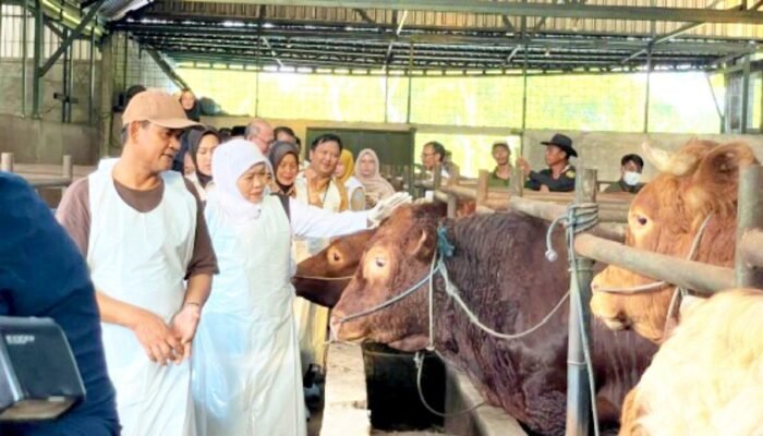 Gubernur Khofifah Sidak Pasar hingga Kandang Sapi di Bojonegoro