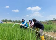 Jelang Hari Kesaktian Pancasila, Electrifying Agriculture PLN Bantu Jaga Produktivitas Petani di Musim Kemarau
